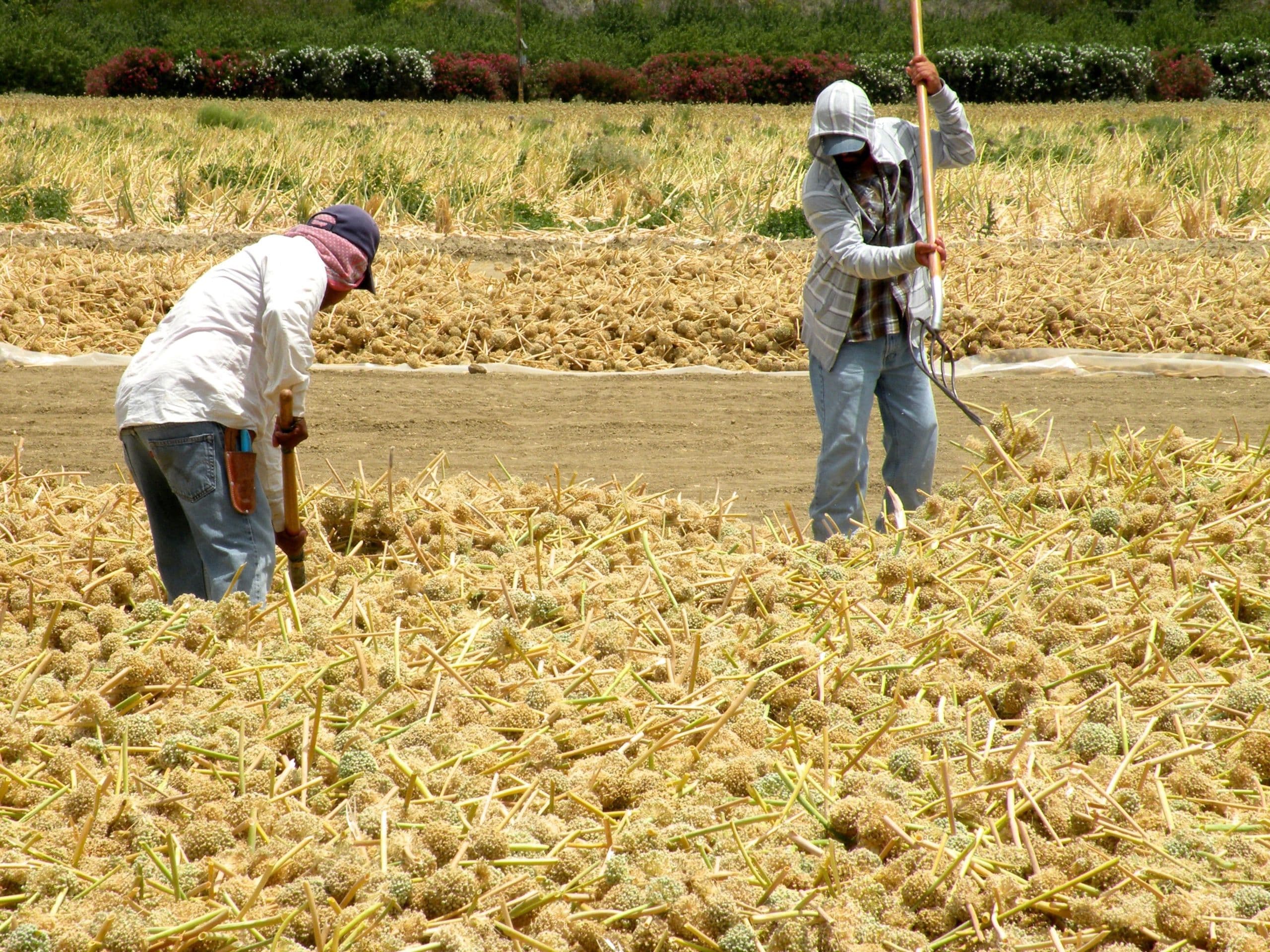 New Proposal for Immigration Reform Backed by Champion Boxers & Farmers