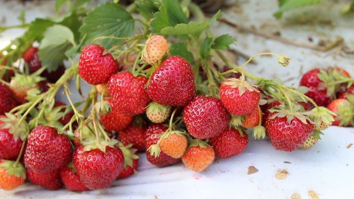 New High-Yield Strawberry, Raspberry Varieties Released