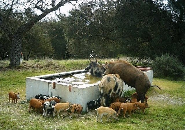 Dealing with Wild Pig Pests on the Farm