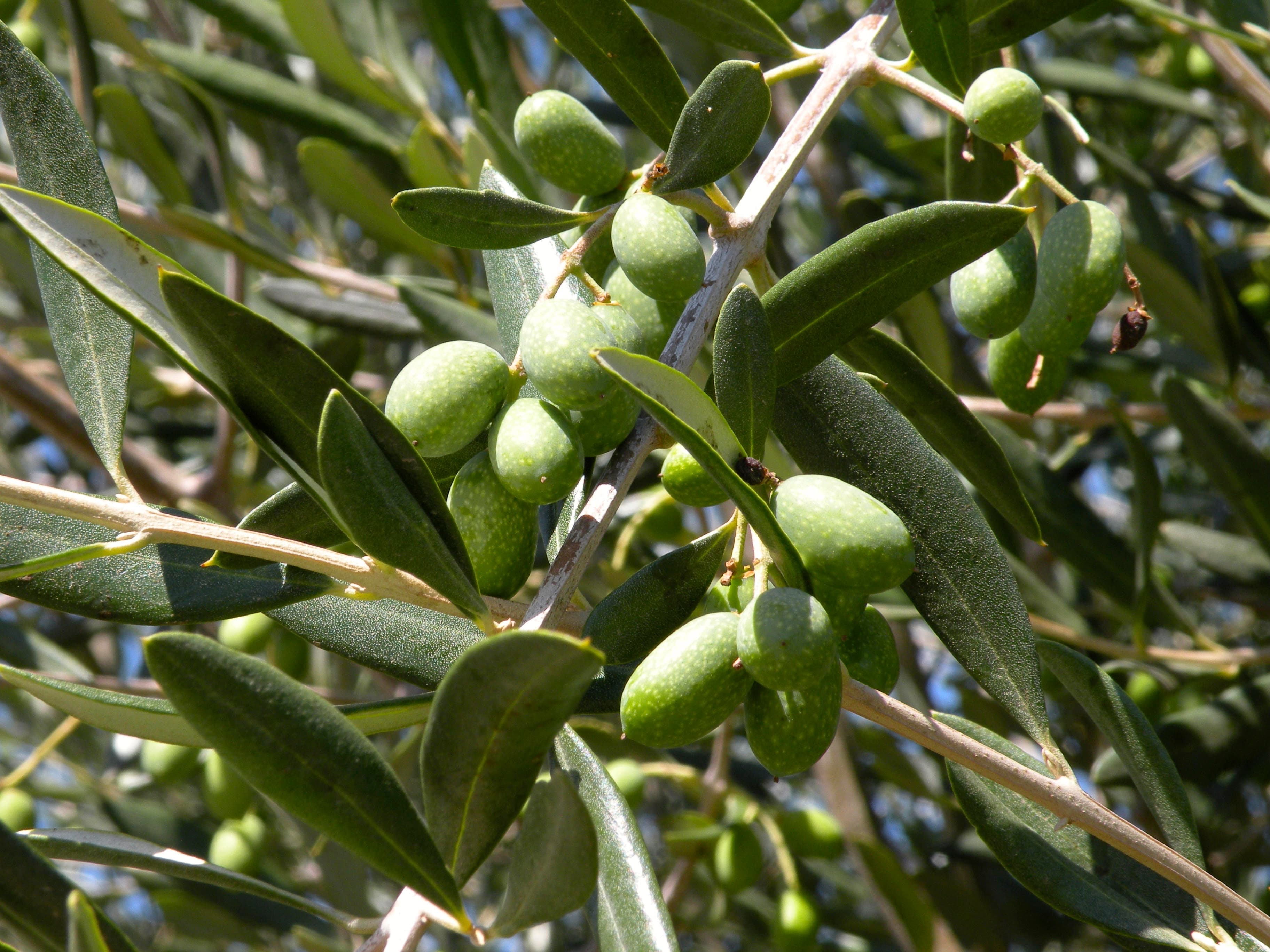 olive oil day