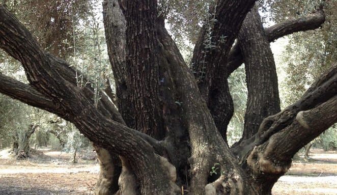 Musco Family Olive tree
