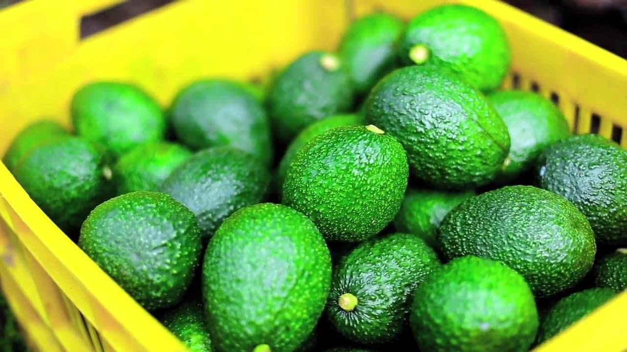 GreenFruit Avocados Expands Sales Team to Keep Pace with Growing Demand