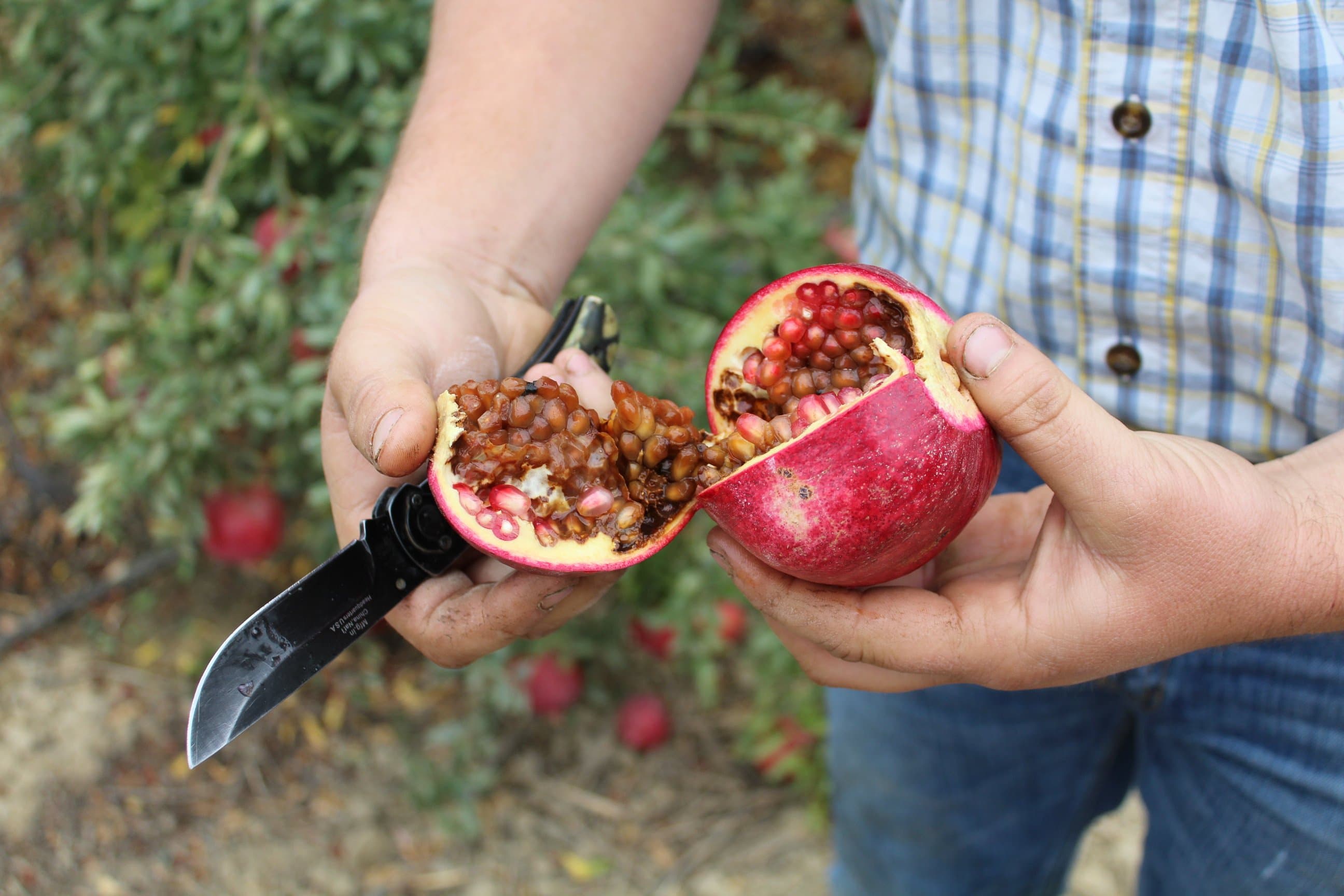 How to Control Black Heart in Pomegranate