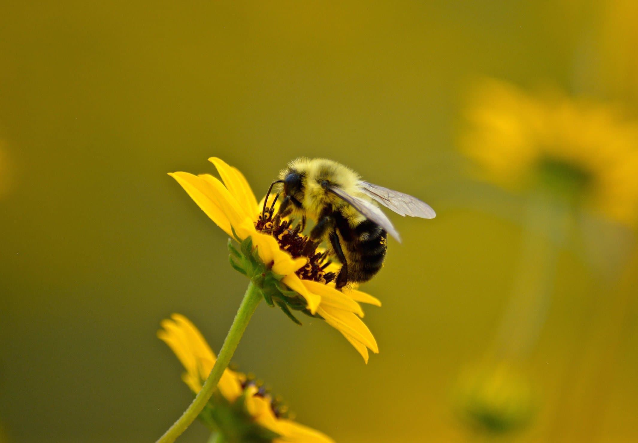 Flower Losses Due to Shrinking Habitats and Climate Change Hurt Prime Pollinators