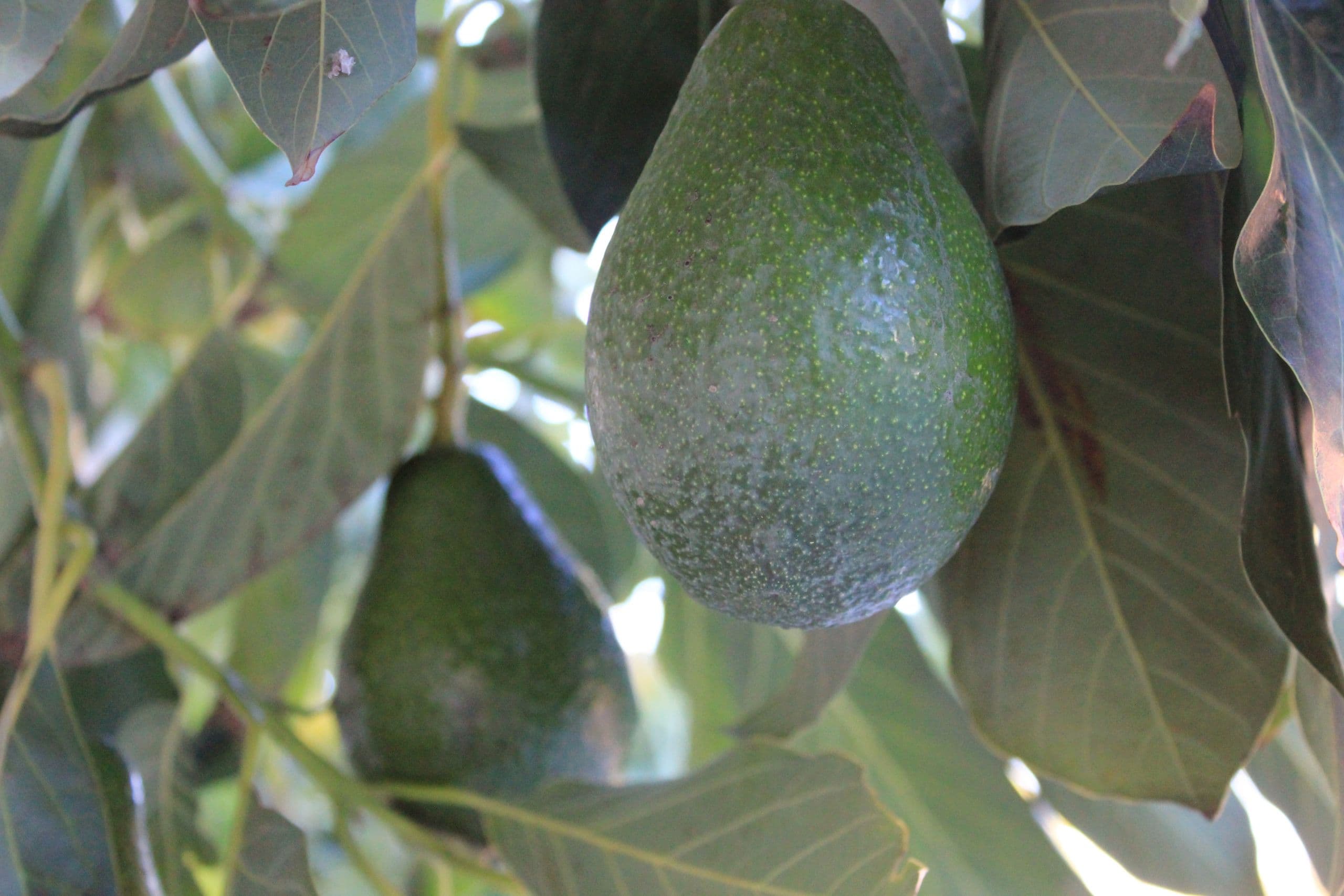 High Winds & Very Warm Conditions to Hit So Cal Avocado Groves