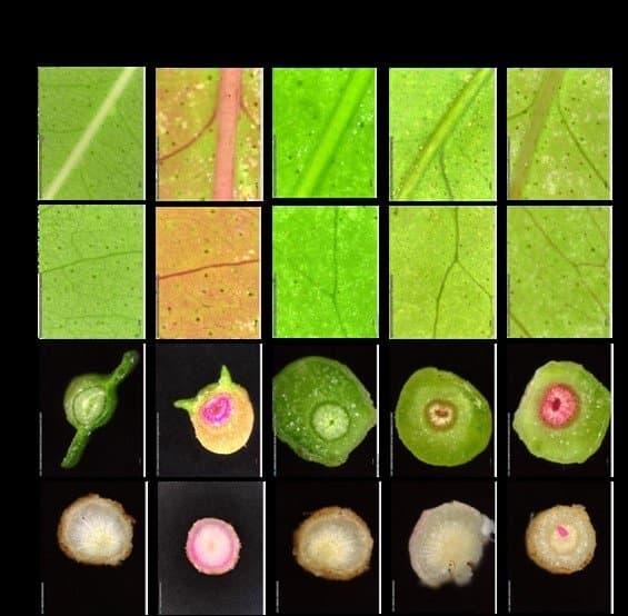 USDA Announces Feeding Program Partnership in Response to COVID-19