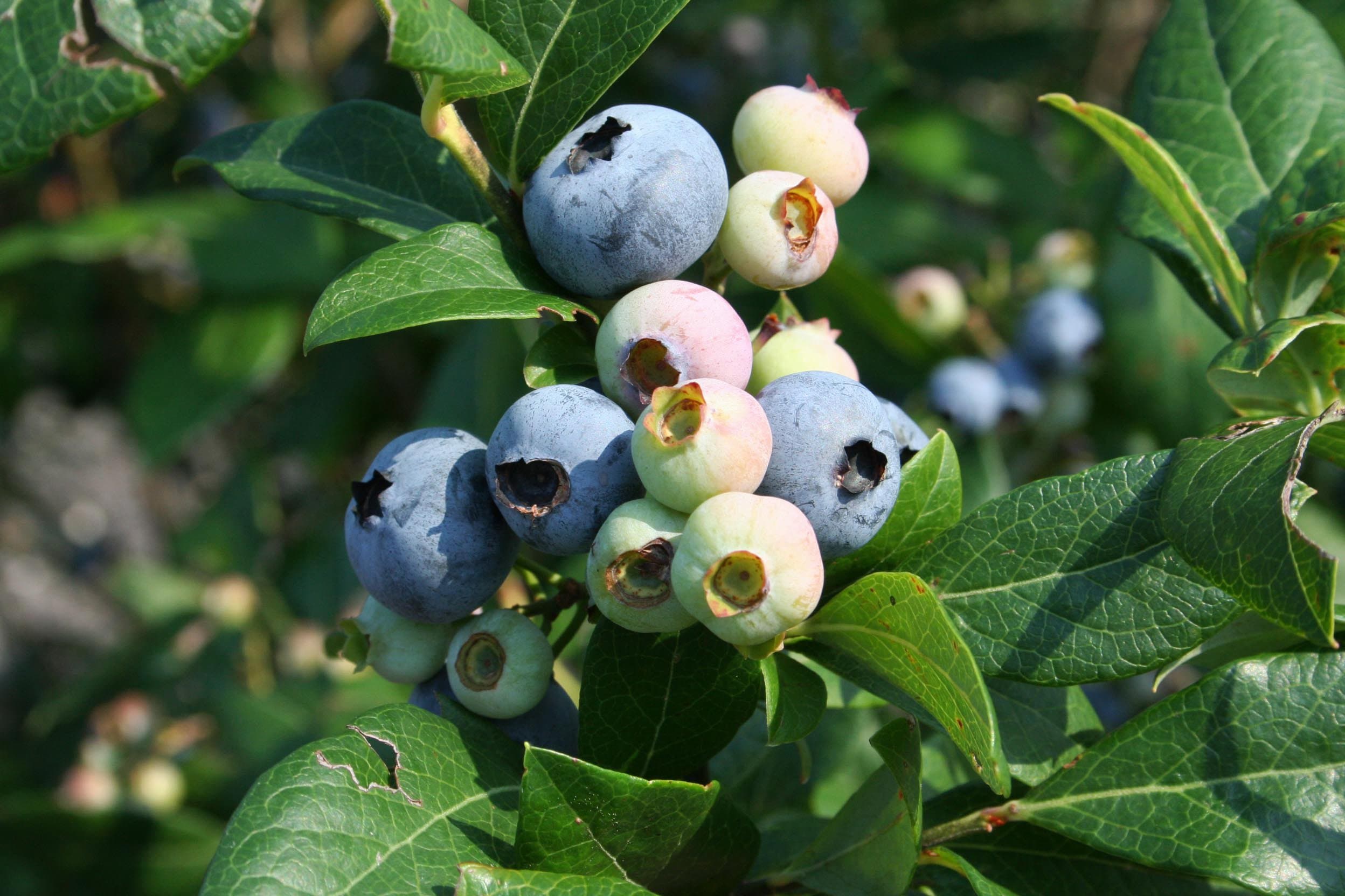 USDA Outlines Opportunities for US Fresh Blueberries in China