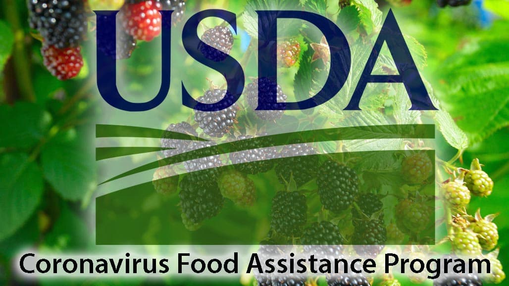 Blackberries Added to Coronavirus Food Assistance Program