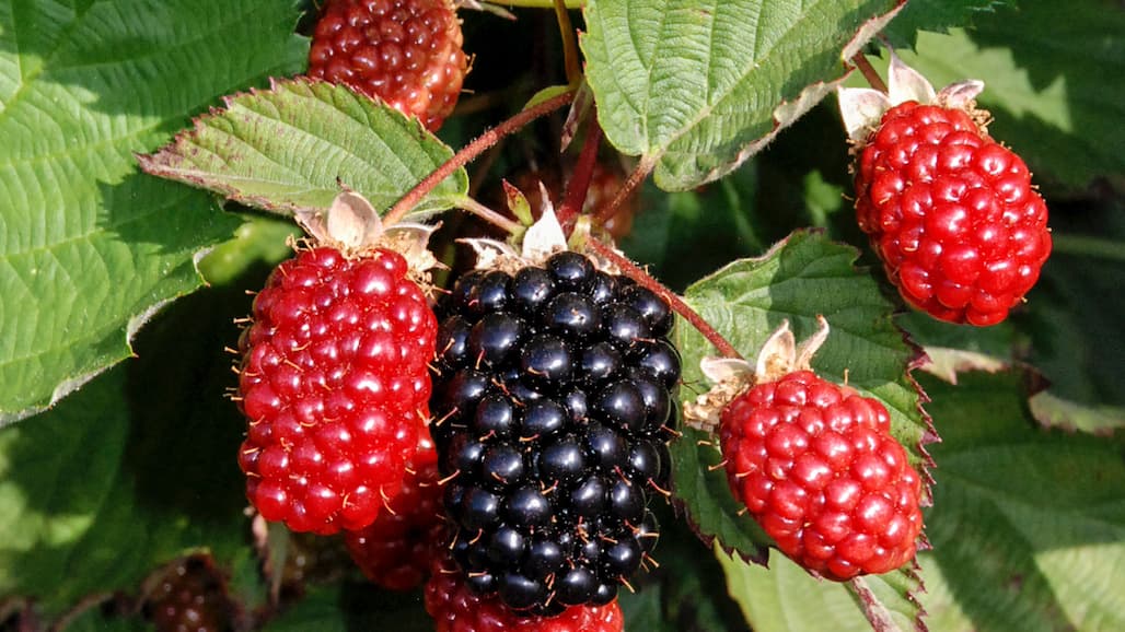 New Blackberries: Eclipse, Galaxy, and Twilight