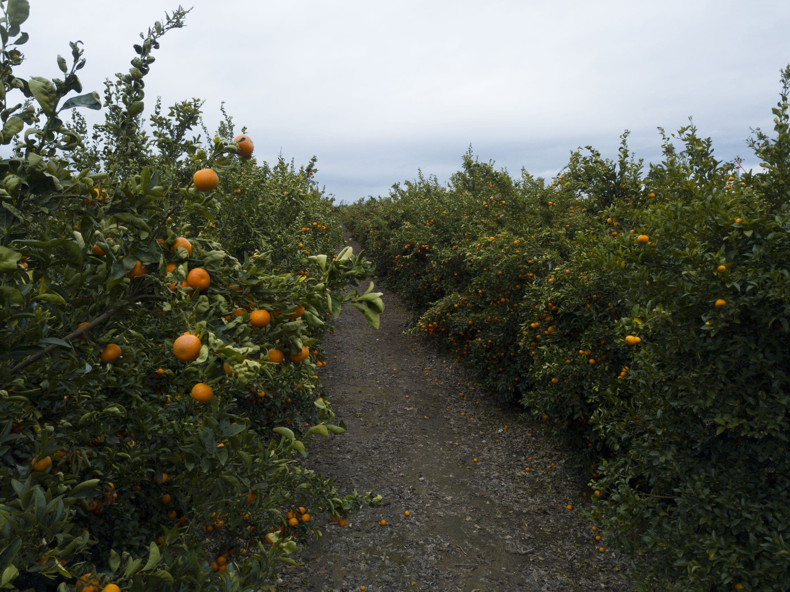 New California Mandarin Objective Measurement Survey