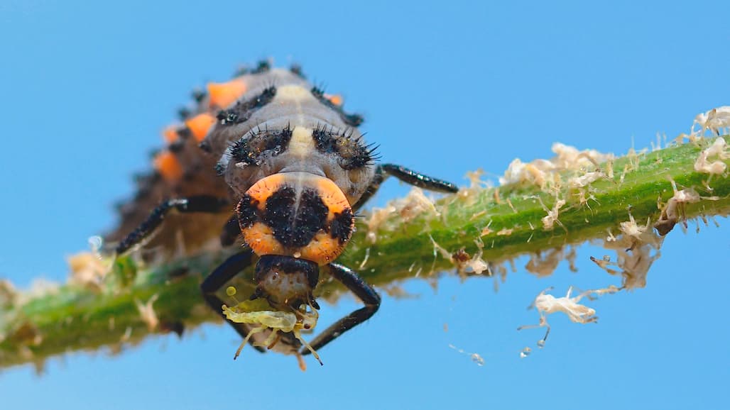 CA Citrus Mutual Joins Group to Speed CA’s Shift to Safer Pest Management