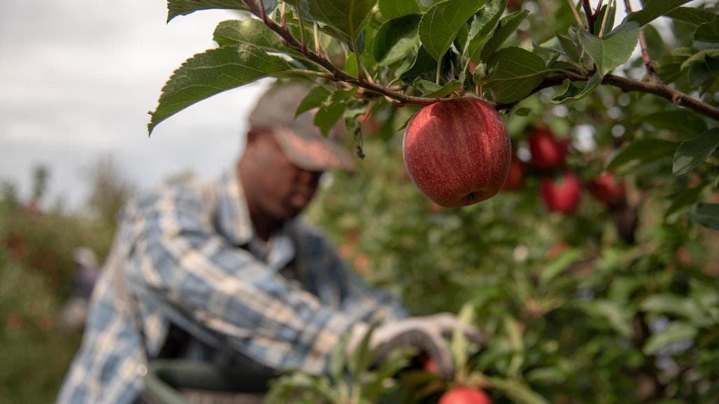 CA Utilized Vegetable Production Value Shows Slight Decline