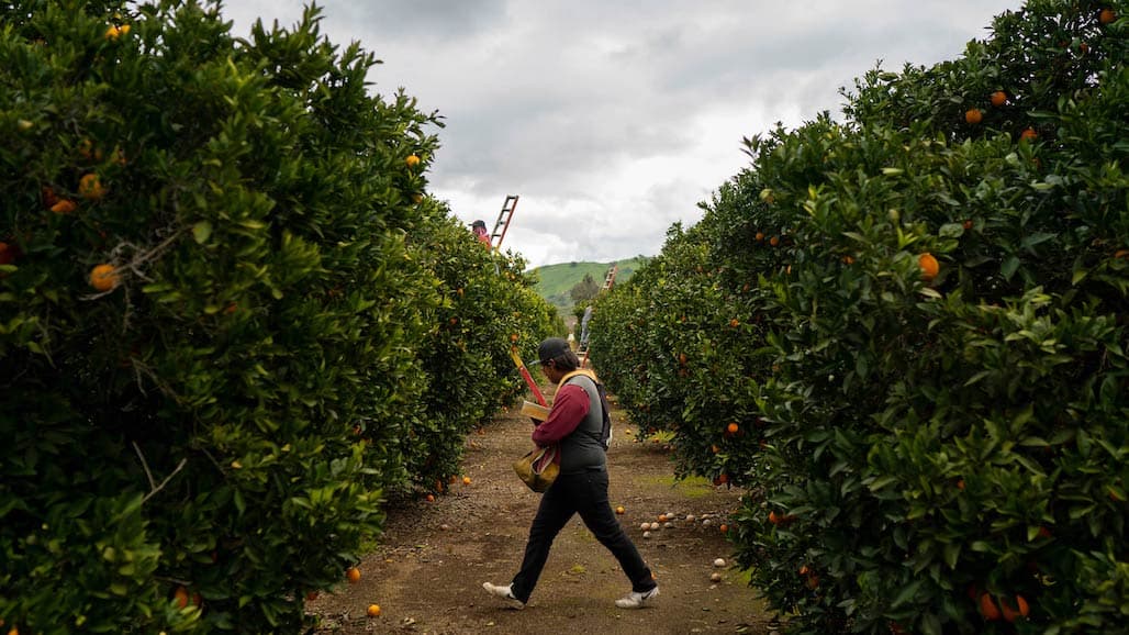 USDA to Purchase Fresh Produce Under New TEFAP Program