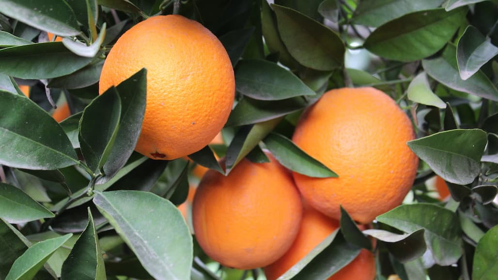 Organic Certifiers Recognized for Data Partnership and Collaboration