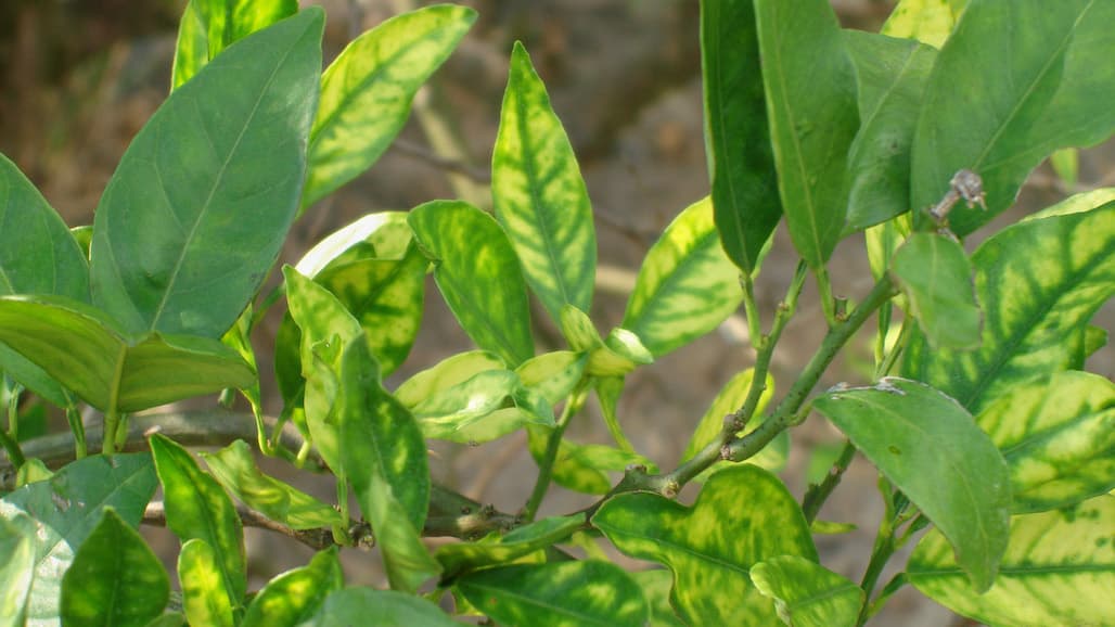 Grower-Shipper Interests Are Intertwined During These Volatile Times
