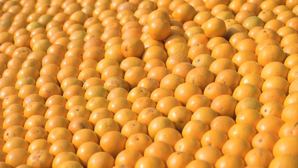 Turkish Orange Crop Forecast Up 40%