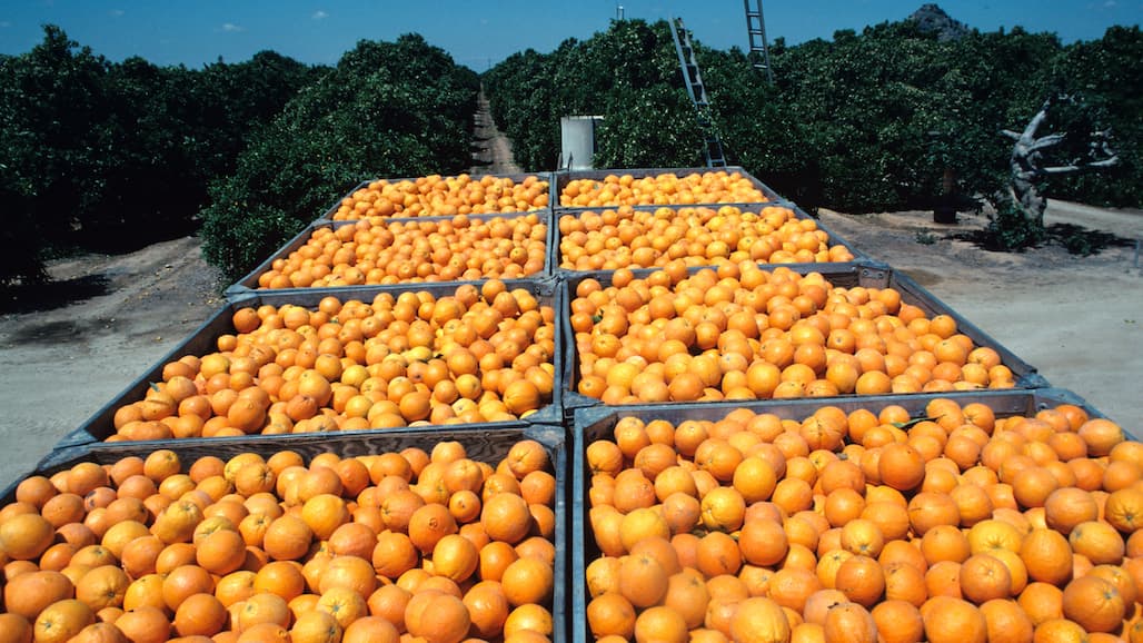 Costa Rican Orange Production and Exports Expected to Rebound in 2022 Despite Battle with HLB