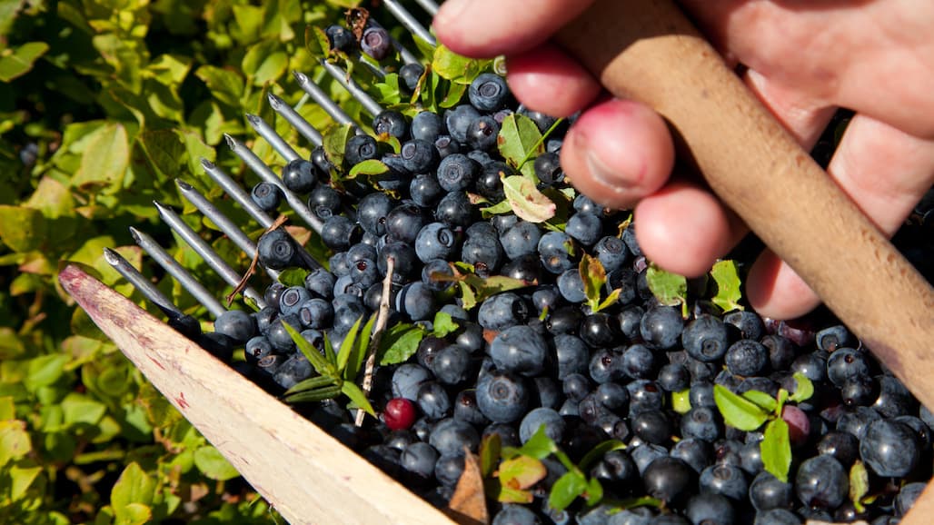 How Do Nutrients Get Into My Vegetables?