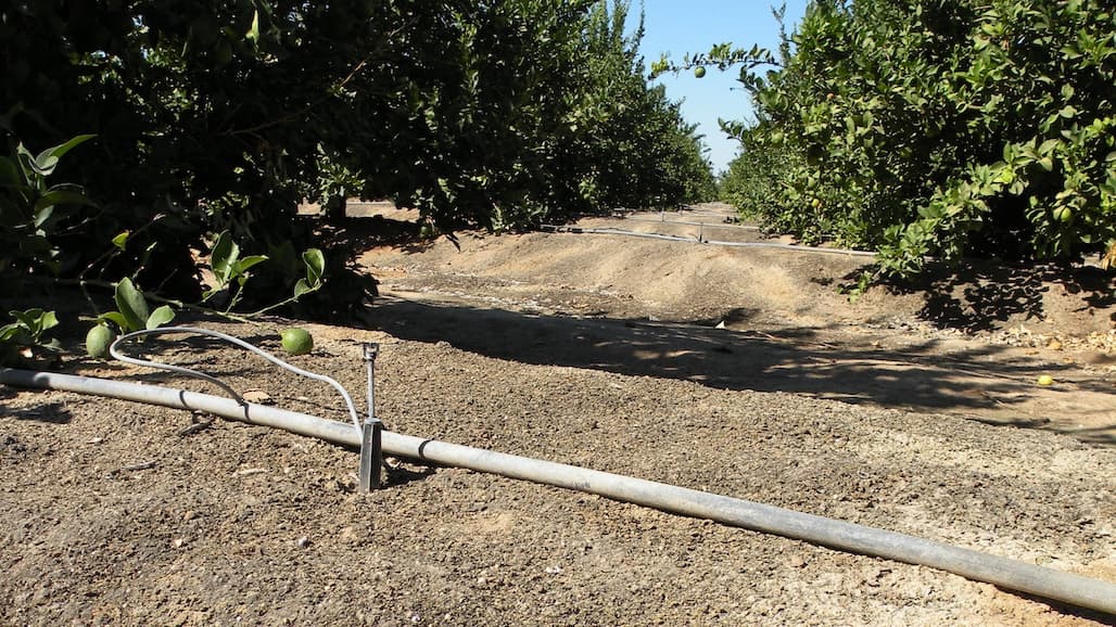 Irrigation Stress and Early-Navel Orange Fruit Maturity
