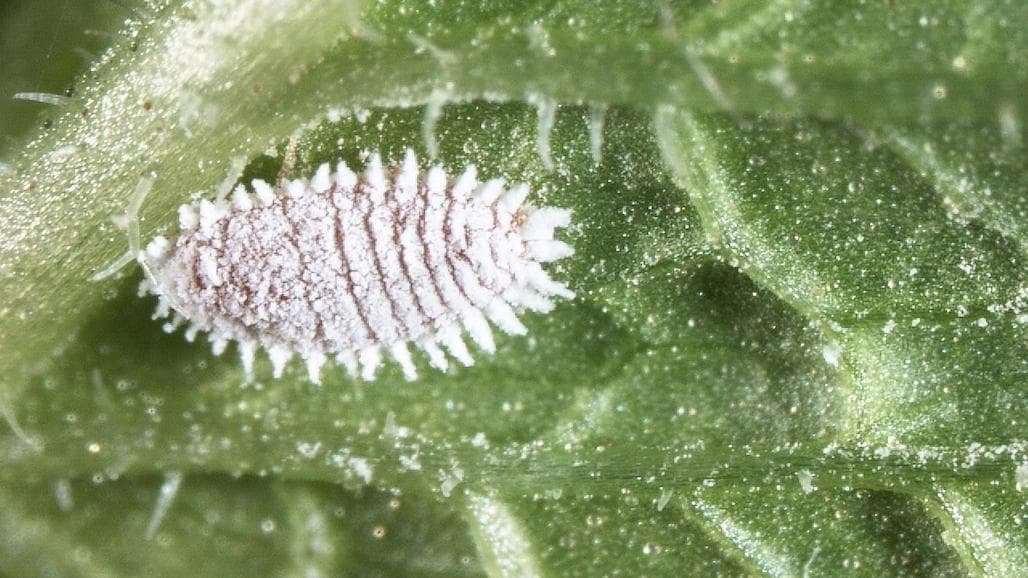 Citrus Mealybug Field Day, May 5