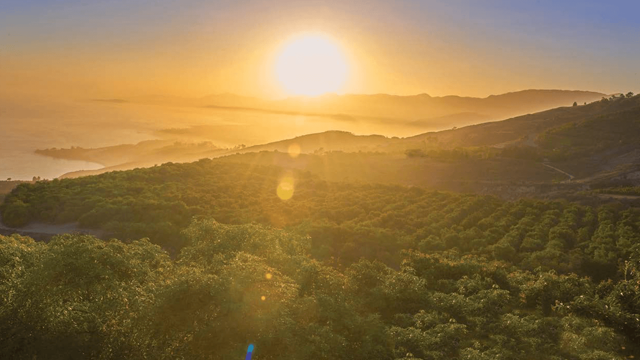 Hass Avocado Board Introduces New Board Members from California