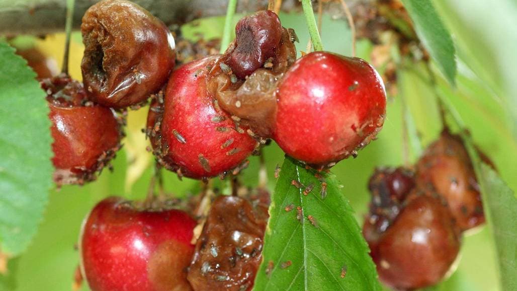 MSU Researchers Seeking Solutions for Invasive Cherry Pest