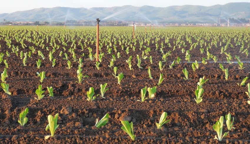 Canada Reimplements Temporary Import Requirements for US Romaine Lettuce