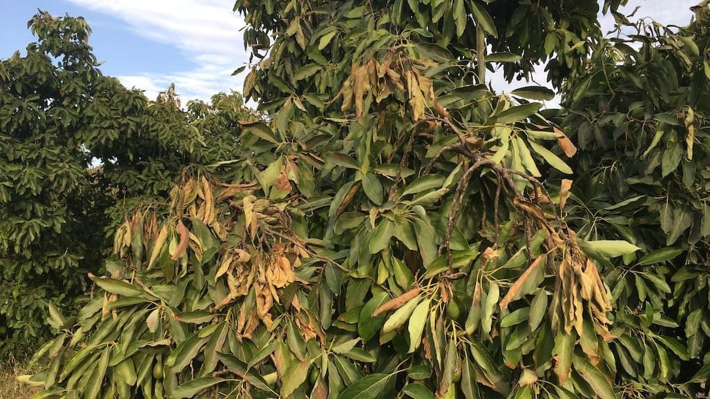 Avocados Get Hot — 4 Things to Consider Next