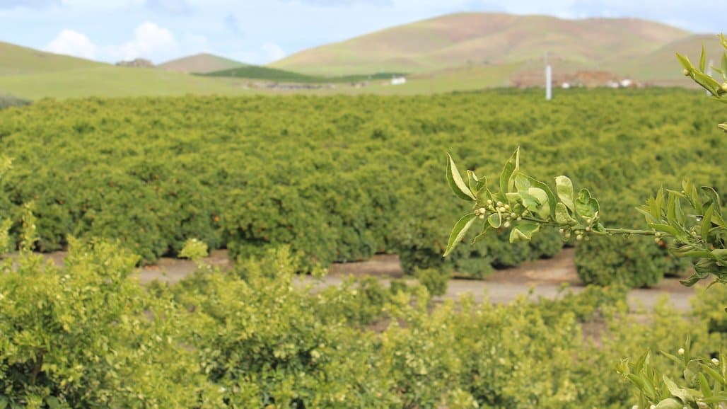 California Citrus Acreage Report Reveals Lemon and Mandarin Production on the Rise