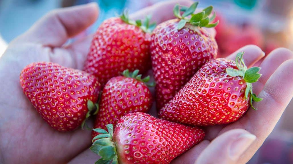 UC Davis Enters New International Strawberry Licensing Agreements
