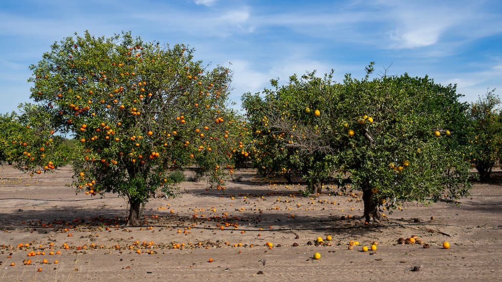 Hope For the Citrus Industry in the Fight Against HLB