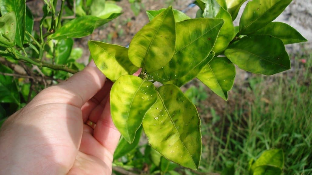 “Grove-First” Approach to Combat Citrus Greening