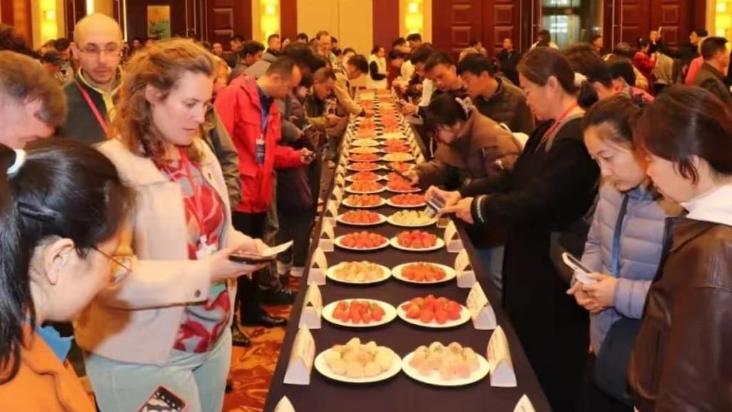 10th Int’l Strawberry Symposium Unveils “Yanmei-1” Variety