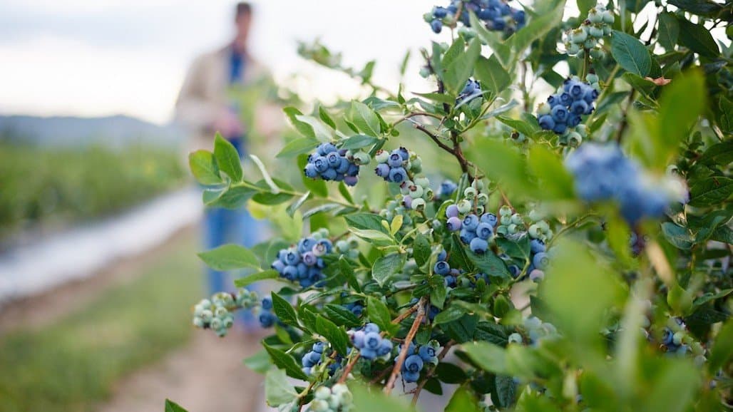 Innovative Startups Selected for Blueberry Boost Accelerator’s Inaugural Cohort