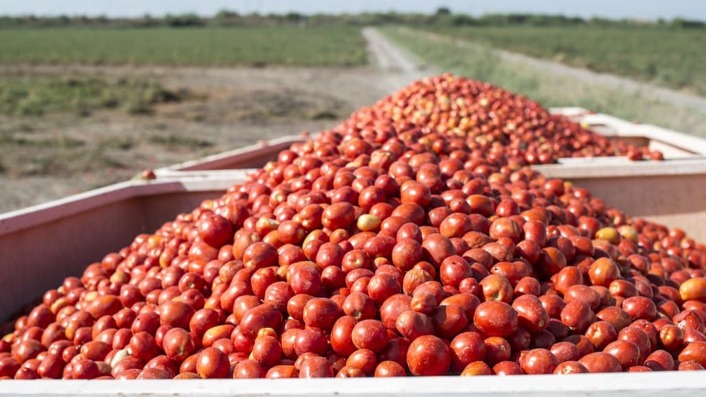 California Processing Tomato Crop Size Rises Above Early Expectations