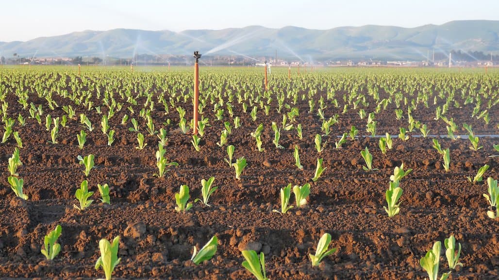 36th Annual Fall Desert Crops Workshop, Dec. 3