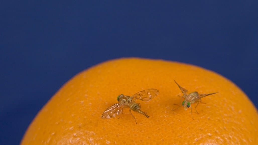 APHIS Expands Mediterranean Fruit Fly Quarantine in California
