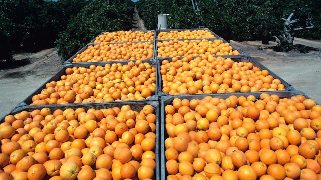 Slight Citrus Production Decrease Predicted for Mexico