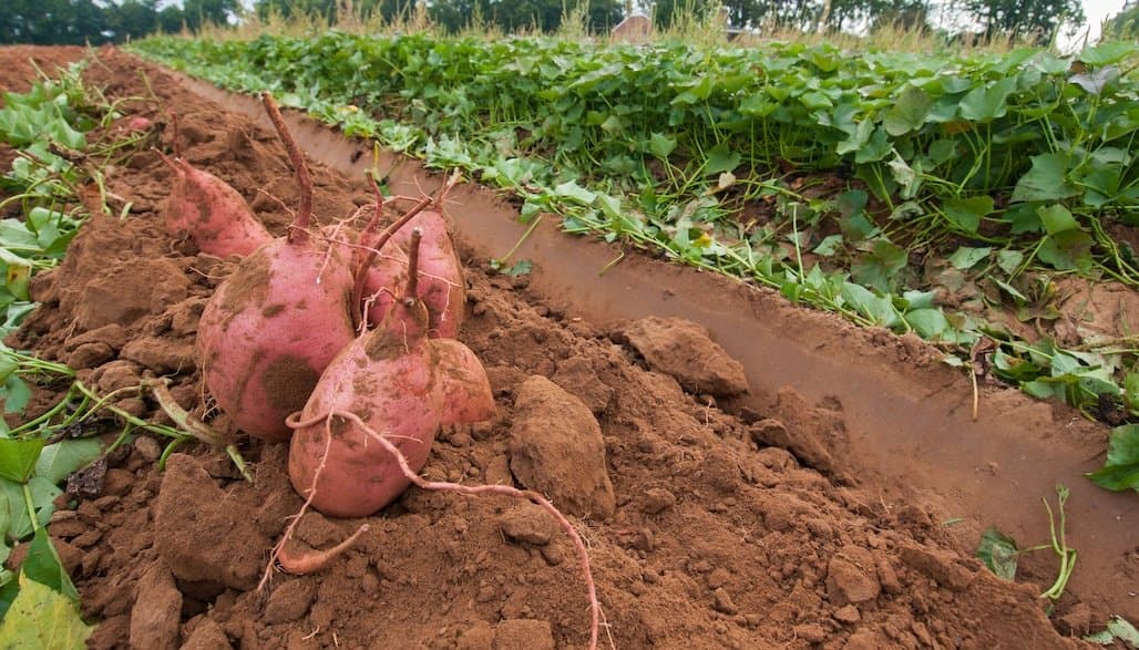 Sweet Potato Tips
