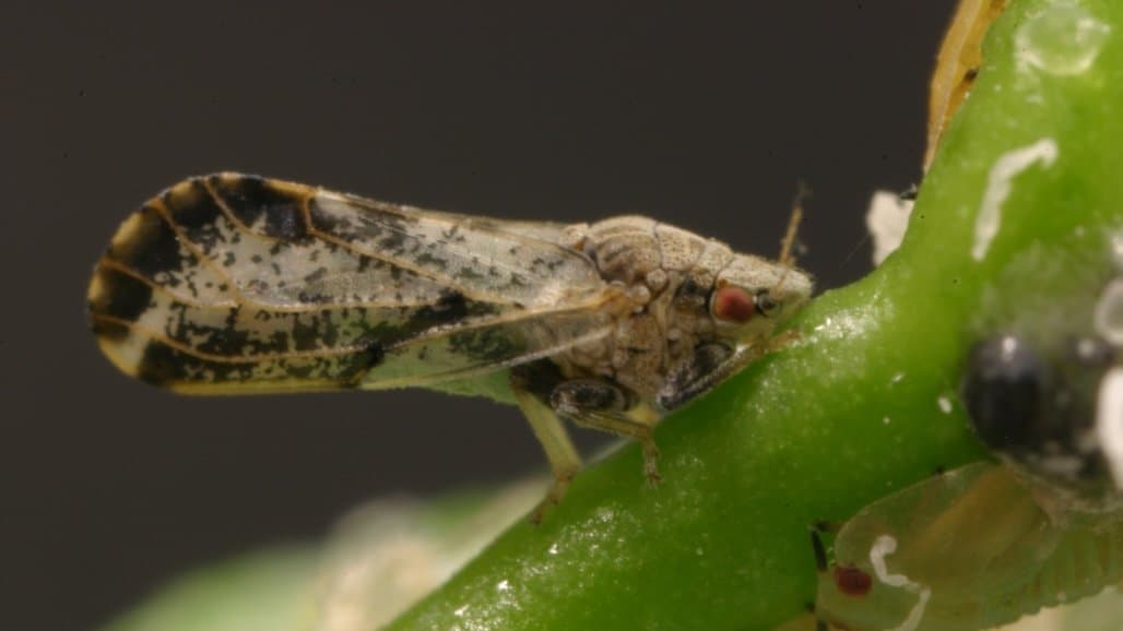 UC Seeks Consumers to Weigh in on New Method of Controlling Asian Citrus Psyllids