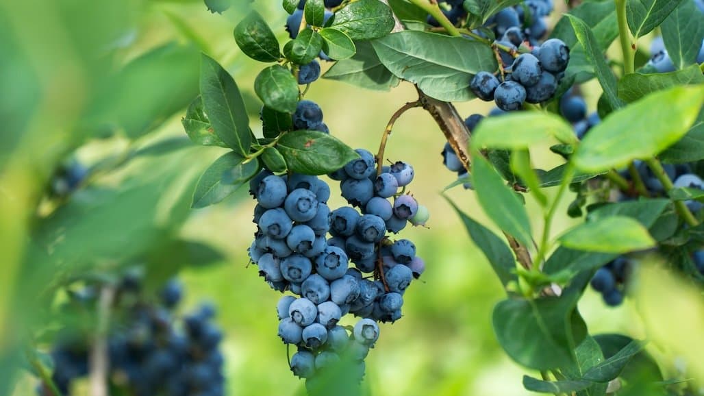 Getting the Right Chill and Soil Acidity for California Blueberries