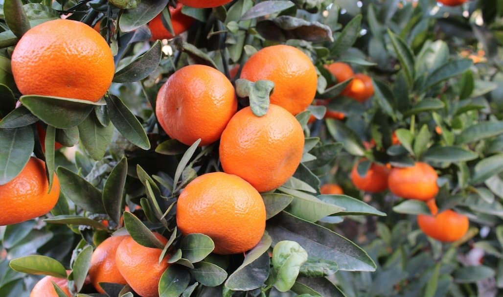Citrus Greening Quarantine Expands in Southern California