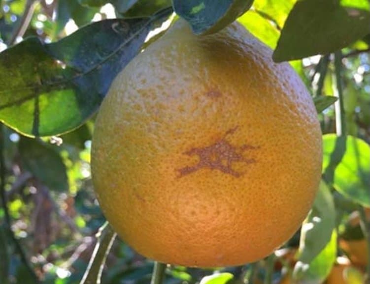 CDFA Expands Sweet Orange Scab Quarantine in La Puente