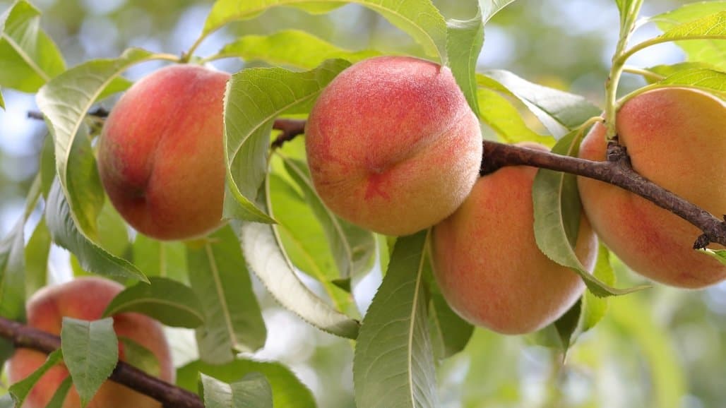 Tulare County Sheriffs Arrest Peach Thieves