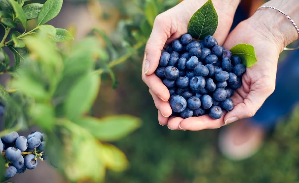 UC ANR Hosting Berry Production Workshop in SD County