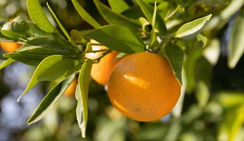 Sweet Orange Scab Quarantine Boundary Expands