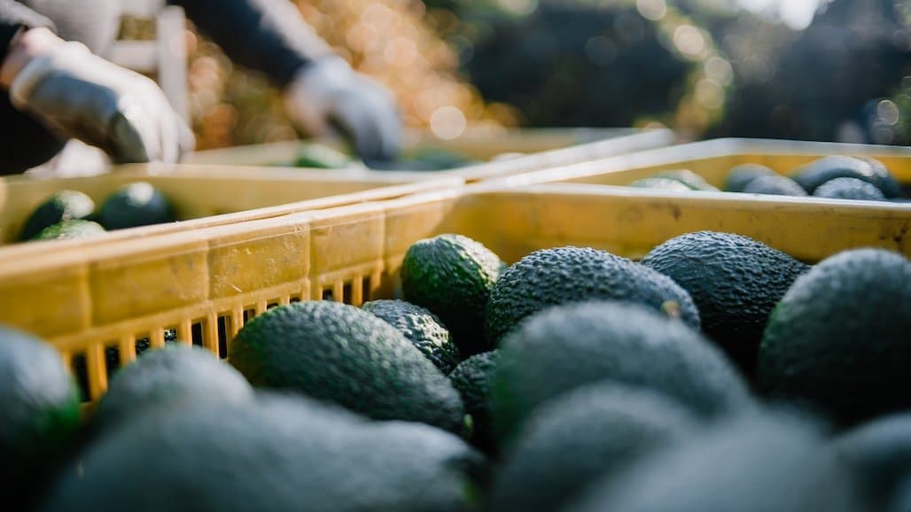 California Avocado Harvest on Track for 330M Pound Drop