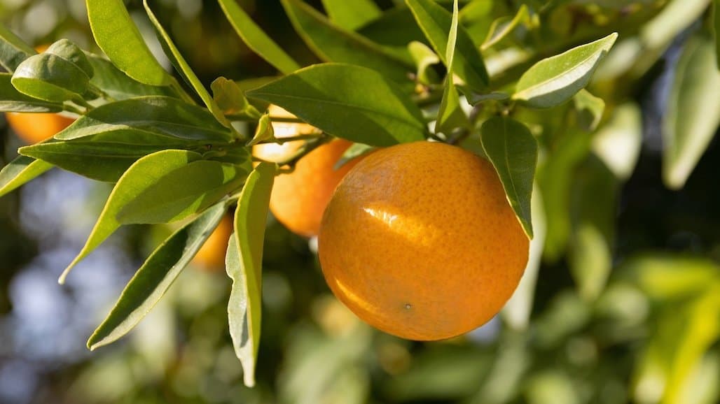 APHIS Expands Sweet Orange Scab Quarantine