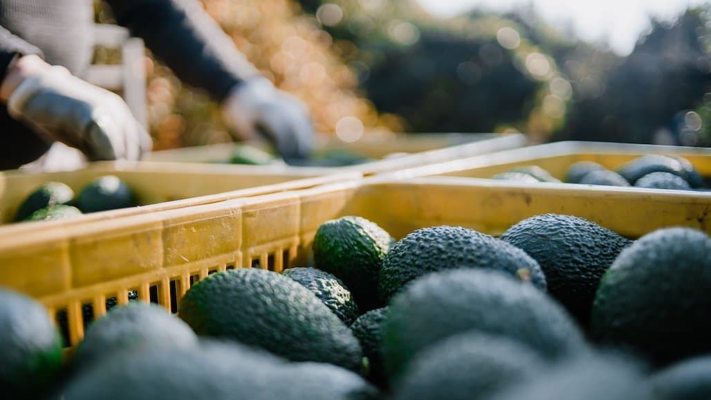 LA Times Report Highlights Corruption in Mexico’s Avocado Region