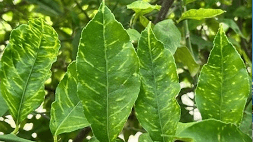 Citrus Yellow Vein Clearing Virus Quarantine Expands